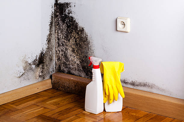 Professional Mold Remediation in Church Hill, TN